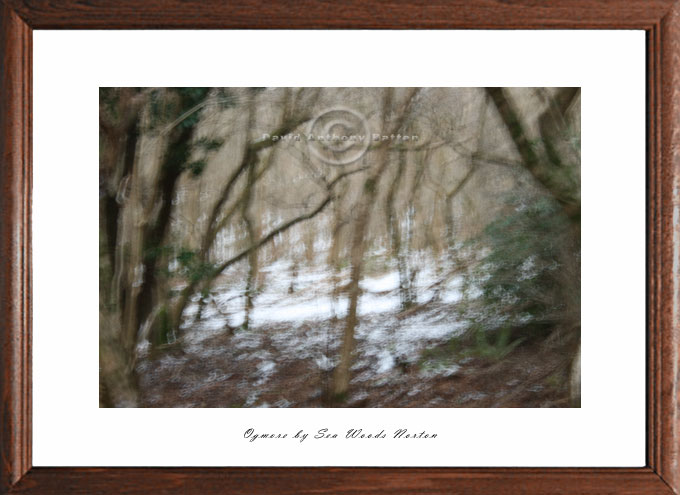 Impressionistic photo of Trees in Ogmore woods by Welsh photographer David Anthony Batten